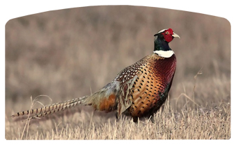 DACRO-307 Pheasant 1